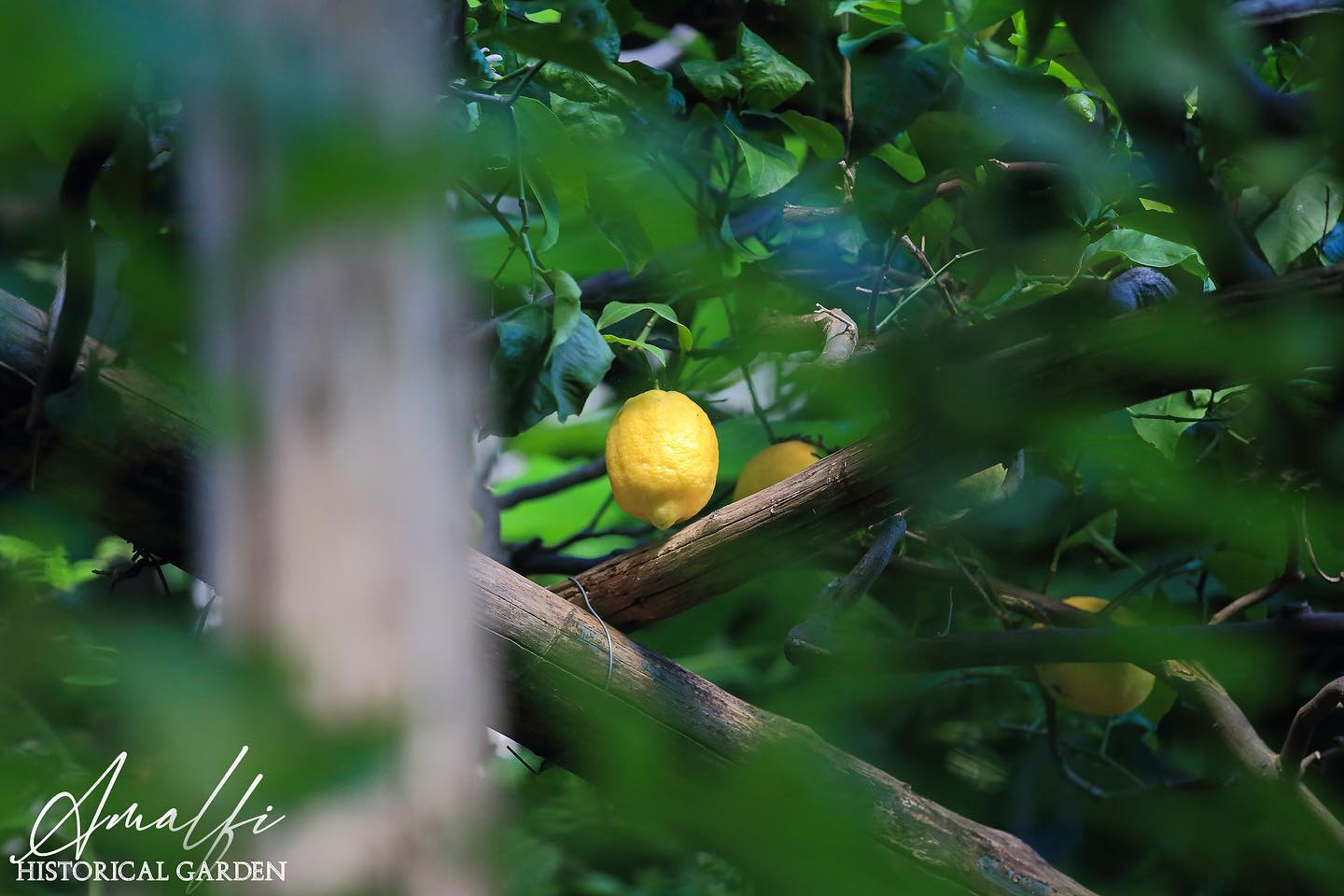 Lemon Tour & Dinner - Amalfi Historical Garden