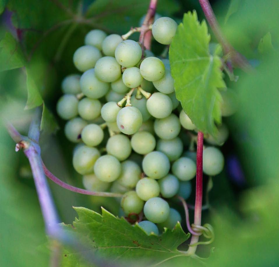 Wine Tasting - Amalfi Historical Garden